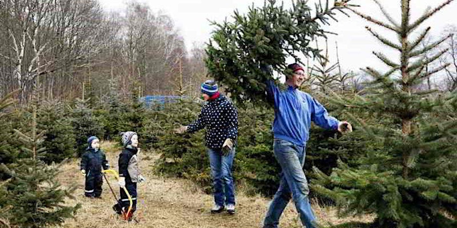 Weihnachtsbaum Schneiden in Wien– Machen Sie mit am 15. Dezember