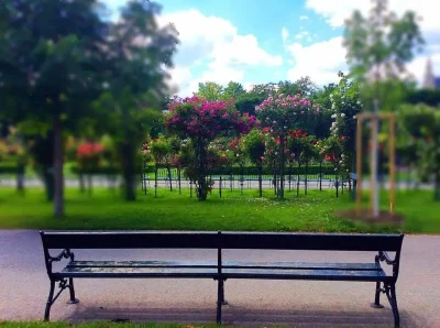 Bench facing the blooming rose garden in Vienna’s Volksgarten.