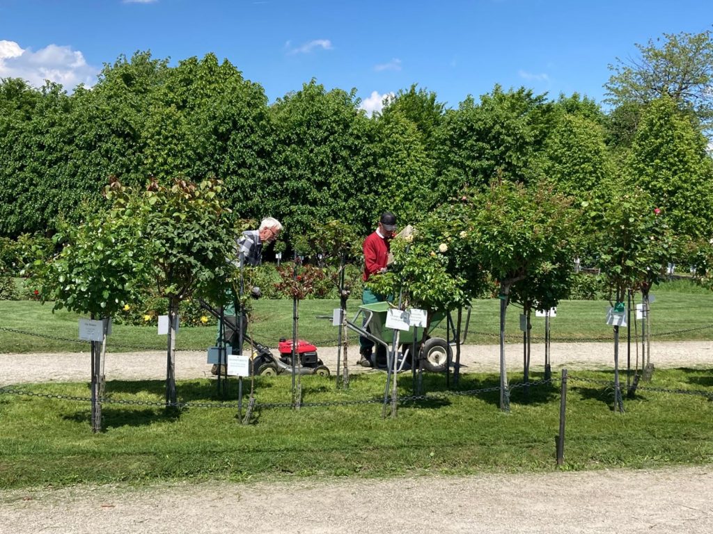 Gardener working in the rose garden of Schönbrunn Palace.