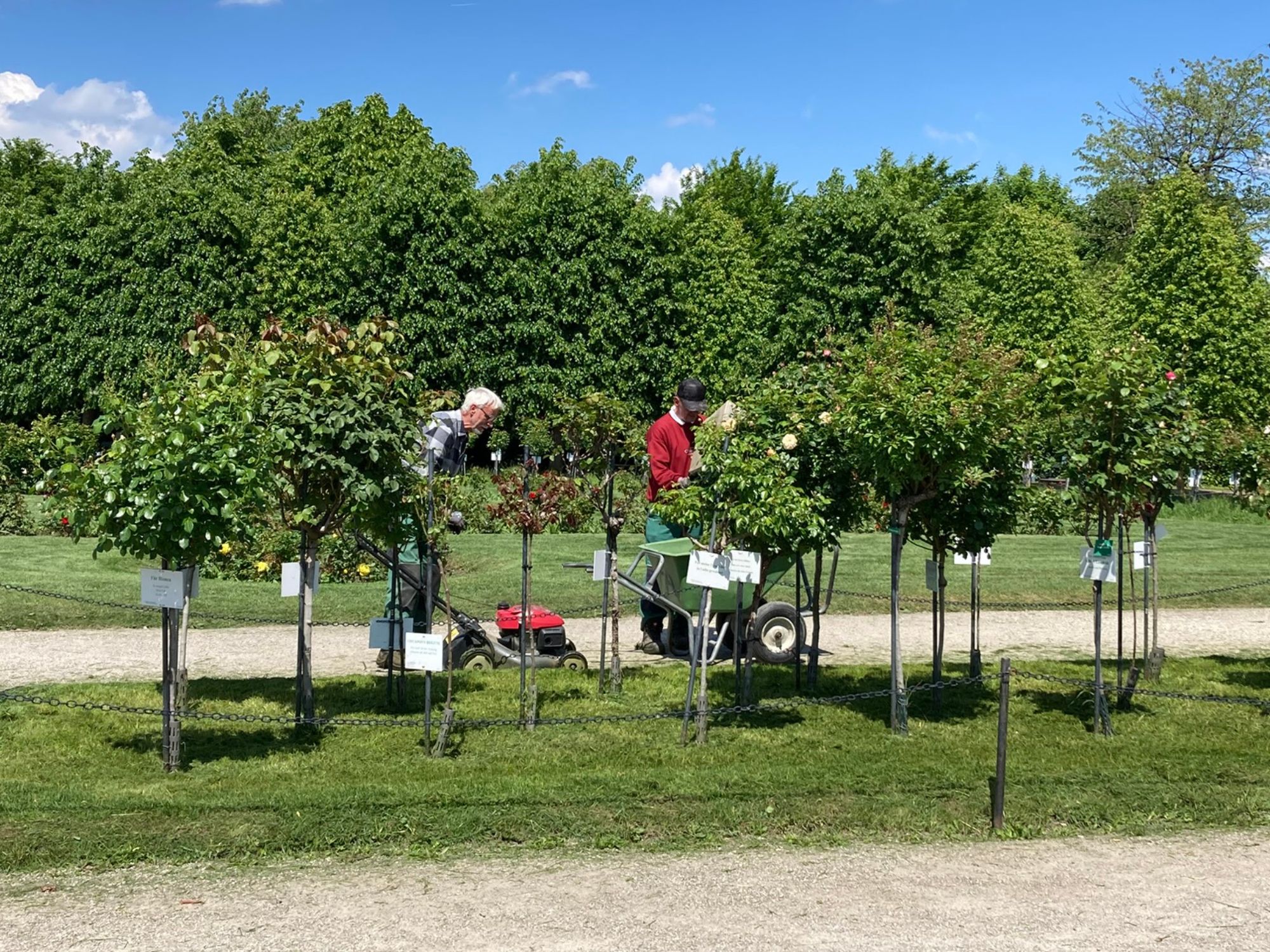 Gardener working in the rose garden of Schönbrunn Palace. Photo Yolanda Reischer-Bohanec Understanding Vienna Gardener working in the rose garden of Schönbrunn Palace.