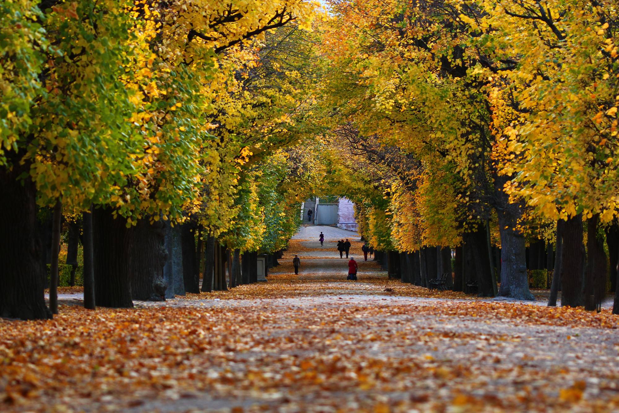 Tree-lined path in the Schönbrunn Palace gardens with autumn leaves on the gravel and a distant garden structure visible at the end.
