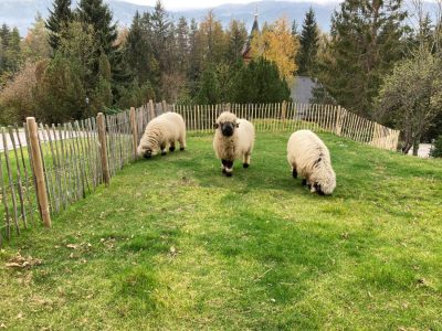 Friendly resident sheep in the grounds of the revived Knappenhof near Reichenau.